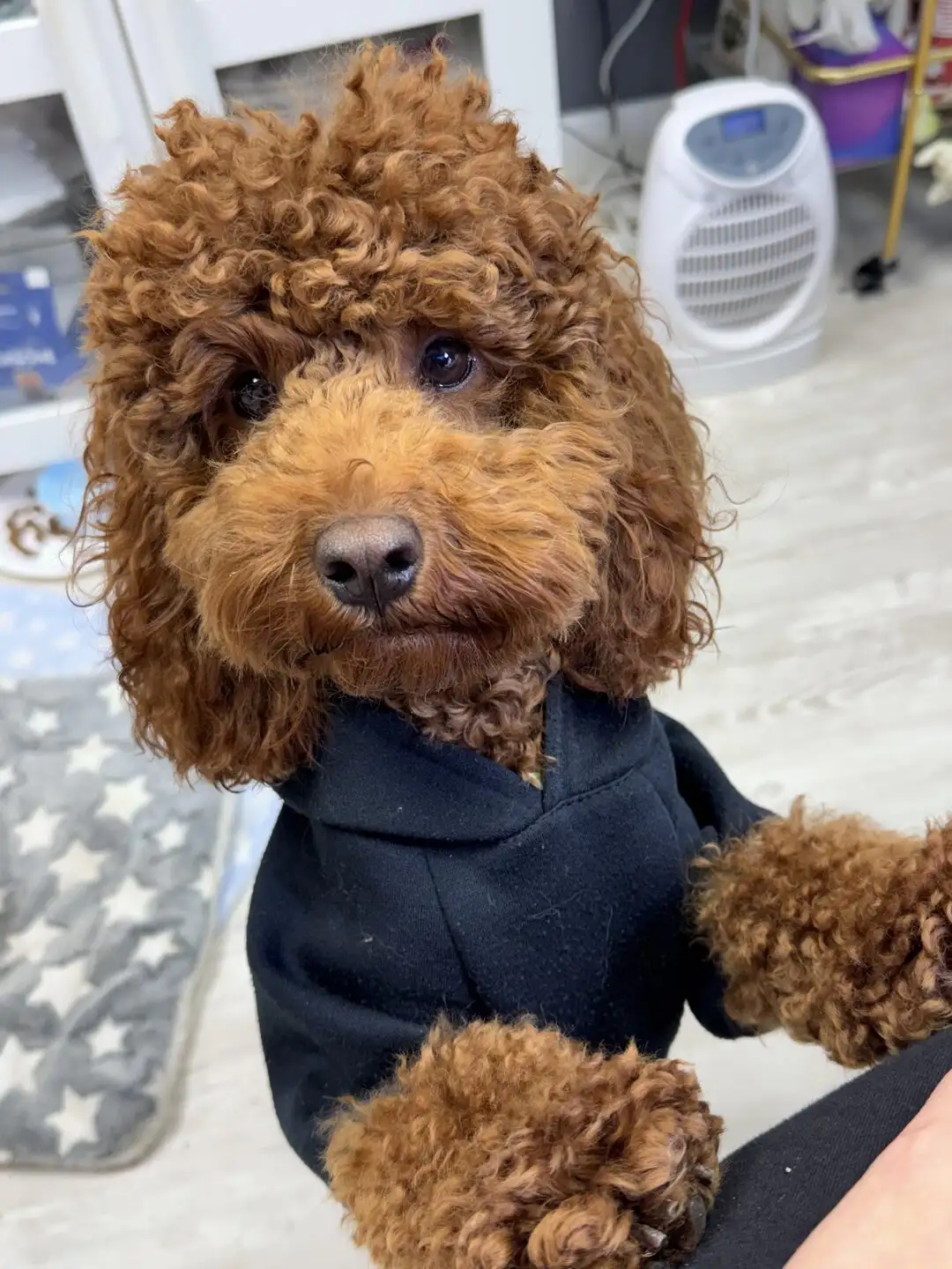 Ori, the miniature poodle and studio mascot at Womanity, Navan